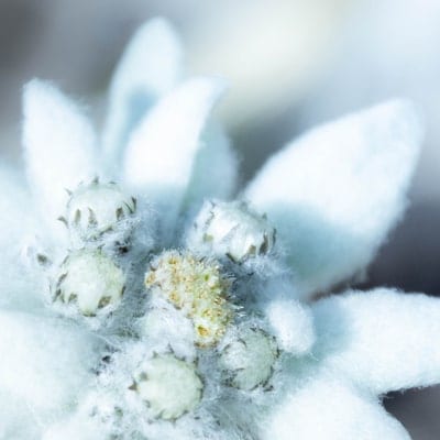 Комплекс из эдельвейса