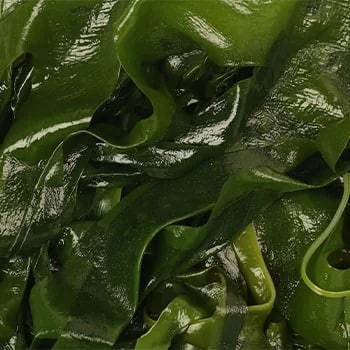 ЛАМИНАРИЯ САХАРИСТАЯ