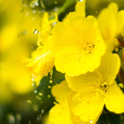 Масло примулы вечерней