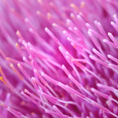 Комплекс из базилика священного и расторопши пятнистой