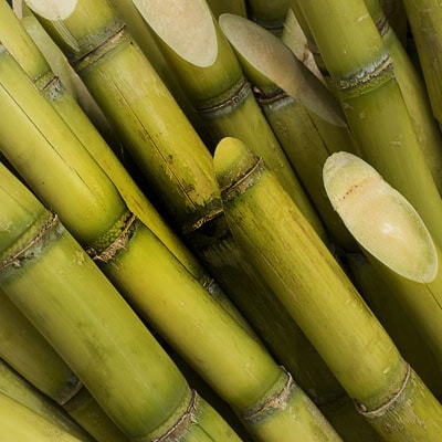 Сахарный тростник